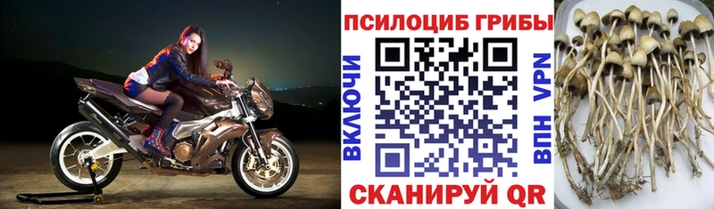 сколько стоит  Заволжск  Галлюциногенные грибы GOLDEN TEACHER 